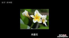 怎么让金盏菊四季开花