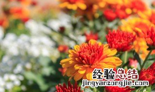 十首著名的菊花诗 菊花被誉为什么