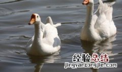 鹅乸是什么部位 鹅肶是什么部位