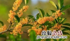 桂花树秋季施肥时间和方法 桂花树秋季施肥时间和方法是什么