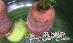 胡萝卜发芽长白须还能吃吗