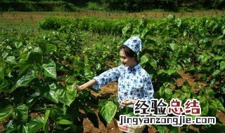 采桑是什么季节 插秧是什么季节