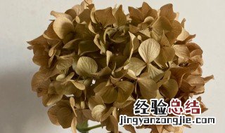 绣球怎么做干花不变色 绣球怎么做干花不变色视频