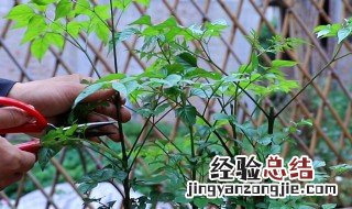 幸福树可以剪枝吗 幸福树可以剪枝吗视频