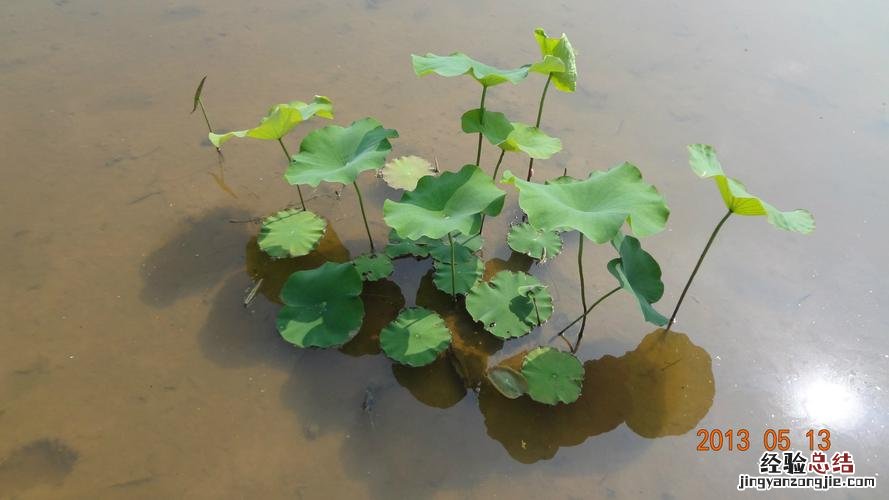 莲花种植方法，莲花可以用藕种植繁殖吗