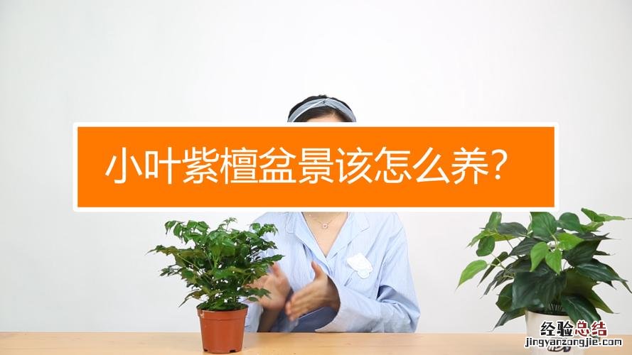 小叶紫檀盆景如何修剪