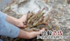 鲜虾放冷藏可以放多久 鲜虾放冰箱保鲜能放几天