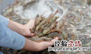 鲜虾放冷藏可以放多久 鲜虾放冰箱保鲜能放几天
