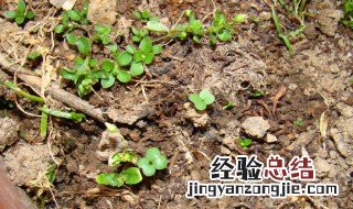 菜籽撒下去要盖土吗视频 菜籽撒下去要盖土吗