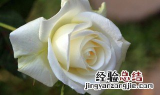 白色花代表什么意思 白色玫瑰的花语是什么