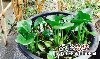 盆栽水葫芦怎么养 盆栽水葫芦能净化空气吗