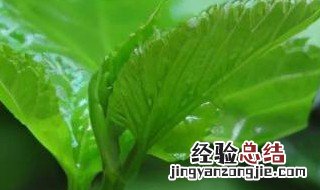 桑叶尖的储存方法 桑叶尖的储存方法是什么