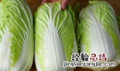 东北储存白菜的方法 东北怎样储存白菜