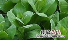 冬天油菜的最佳储存方法 冬天油菜的最佳储存方法是什么