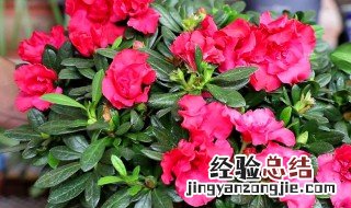 干杜鹃花泡几天会开花 干杜鹃花泡几天会开花吗