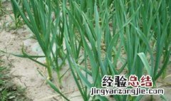 大蒜怎样种 大蒜种植方法介绍