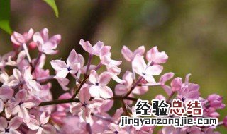 丁香花的寓意代表什么 丁香花介绍