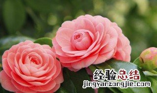 茶花代表什么象征意义 茶花的寓意是什么