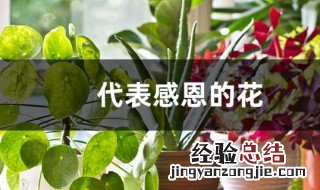 什么花代表感恩 代表感恩的花介绍