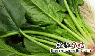 菠菜上密密的小白点是什么能吃吗 菠菜上密密的小白点是什么