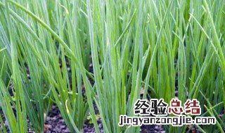 栽葱正确方法和步骤 栽葱的正确方法