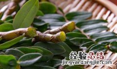 干铁皮石斛花怎么存放 干铁皮石斛花保存方法分享