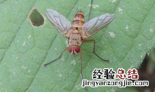 果蝇有害吗 果蝇对人体有害吗