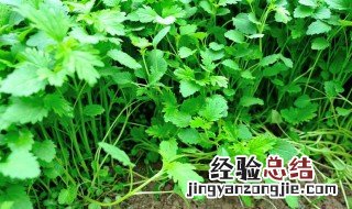 夏天35度怎样种植香菜 高温时间种香菜操作方法