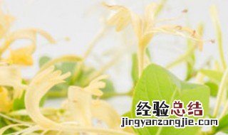 金银花的无土育苗方法是什么 金银花的无土育苗方法