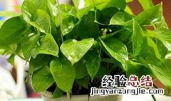 椰砖适合养哪些植物 椰砖适合养哪些植物图片