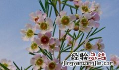 蜡花插花怎么养 蜡花插枝种植方法