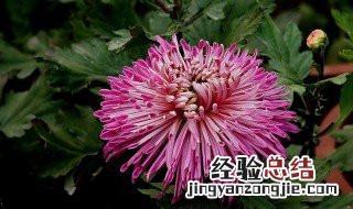 篱菊代表什么 篱菊介绍