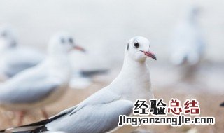 和平鸽的寓意和象征 关于和平鸽的寓意和象征