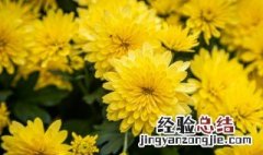 菊花怎么做干花 菊花怎么做干花好吃