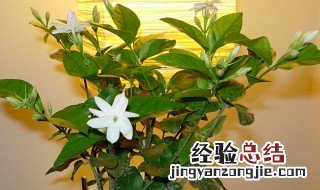 茉莉的养殖方法 茉莉的养殖方法和注意事项