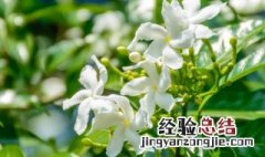 茉莉花怎么养殖才能开花 茉莉花怎么养殖