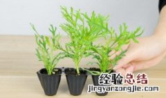 玛格丽特花的养殖方法和注意事项 玛格丽特花的养殖方法和注意事项玛格丽特能在阳台养吗