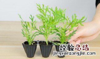 玛格丽特花的养殖方法和注意事项 玛格丽特花的养殖方法和注意事项玛格丽特能在阳台养吗