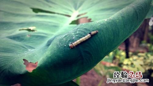 番茄的病虫害防治