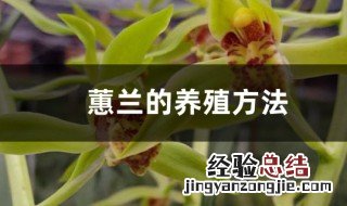 养蕙兰方法 蕙兰的养殖方法