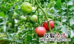 西红柿开花结果期怎么施肥和管理? 西红柿开花结果期如何施肥和管理