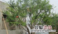 石榴树不发芽怎么补救? 石榴树不发芽如何补救