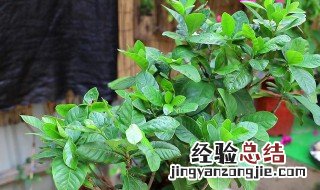 刚买回来的栀子花叶子蔫了怎么办? 刚买回来的栀子花叶子蔫了解决办法