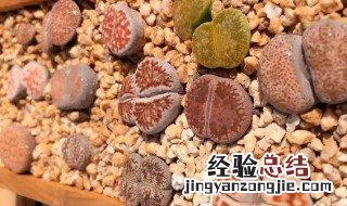 生石花蜕皮怎么养护? 生石花蜕皮如何养护