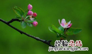 海棠开花后怎么处理? 海棠开花后处理方法