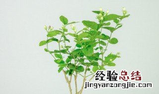 网购回来的茉莉花怎么种? 网购回来的茉莉花如何种