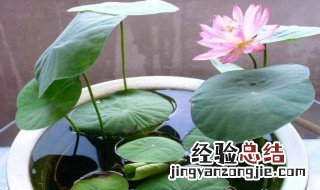 碗莲除虫方法 碗莲如何除虫