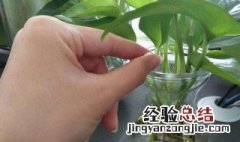 复合维生素b能浇花吗 复合维生素b可以种花吗