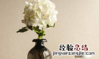 醒花是什么意思 插花之前要醒花是什么意思