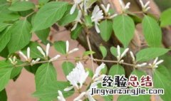 金银花枯黄落叶了怎么办? 金银花枯黄落叶了的解决方法